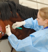 Five Tips to Increase Your Chances of Gaining Admission to Veterinary School