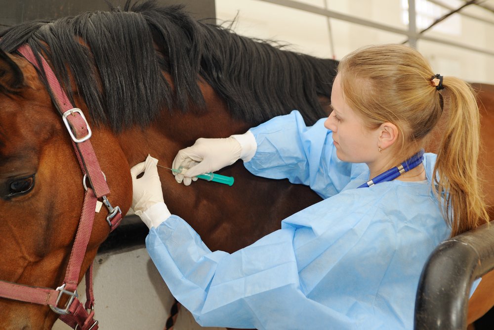 Five Tips to Increase Your Chances of Gaining Admission to Veterinary School