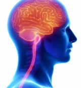 Unveiling the Dominance of Data Reading Network in the Human Brain: Exploring the Theory of Neural Networks