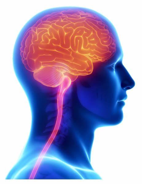 Unveiling the Dominance of Data Reading Network in the Human Brain: Exploring the Theory of Neural Networks