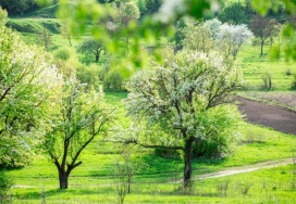 Сумський національний аграрний університет (СНАУ)