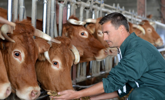 Cattle breeder